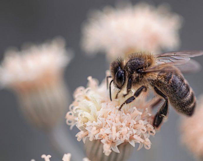 Cenny pyłek pszczeli
